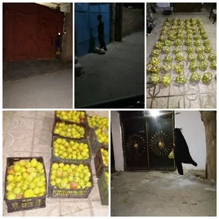 توزیع ۱۸۶ کیلوگرم میوه توسط کشاورز خیر شاندیزی