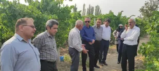 ارزیابی میدانی باغات انگور عجب&zwnj;شیر با حضور مسئولان و کارشناسان گیاه&zwnj;پزشکی کشور