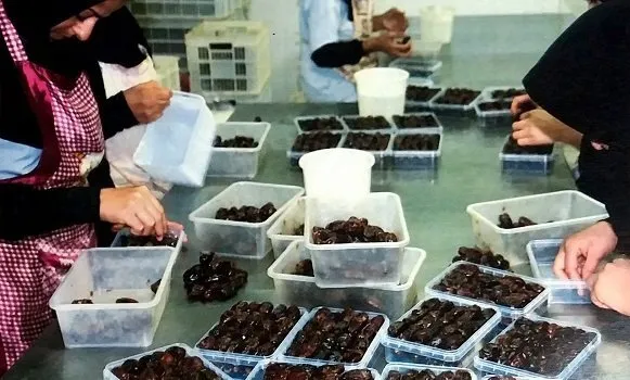 به دنبال حل مسایل و چالش‌های صنعت خرمای کشور هستیم