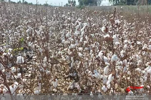 کشت پنبه در ۴٠ هکتار از اراضی کشاورزی شهرستان بمپور