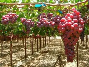 آغاز برداشت خوشه های رنگین انگور از ۲۵ هزار هکتار از باغات تاکستان