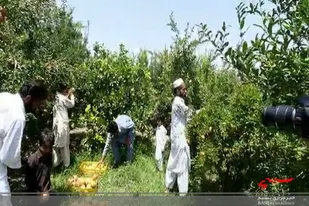 برداشت انار در مهرستان آغاز شد