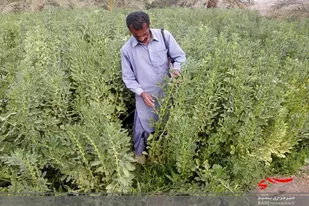 برداشت باقلا از سطح مزارع لاشار آغاز شد