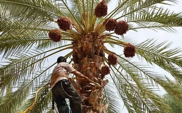 برداشت ۸۰ هزار تن خرما در شادگان/ جایگاه اول را در استان داریم