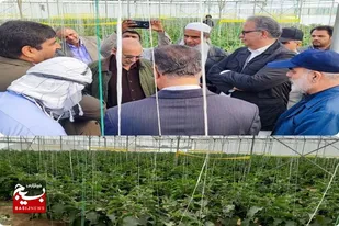توسعه ۱۰۰درصدی گلخانه های شهرستان سیب و سوران