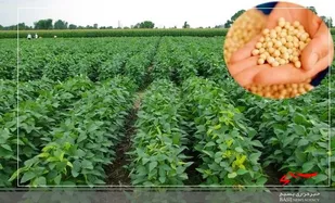 خرید سویای کشاورزان مغان از نیمه دوم آبان ماه آغاز می&zwnj;شود