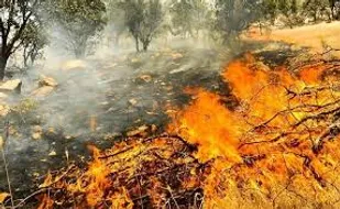 جنگل&zwnj;های منطقه دمچنار بویراحمد در آتش می سوزد