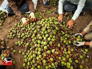 ثمرچینی از باغات گردو در خوزستان