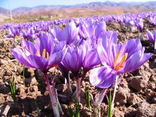 ۳۵۵ هکتار مزارع شهرستان شاهرود زیر کشت زعفران است