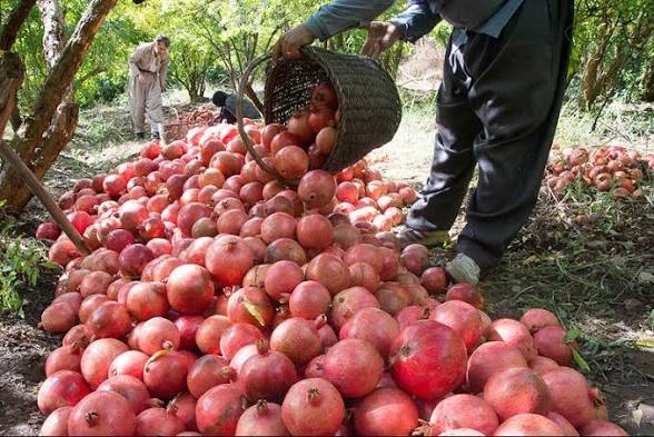 برداشت ۸ هزار و ۱۴۰ تُن انار از باغ‌های شاهرود