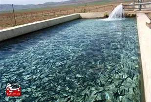 توزیع رایگان بچه ماهی گرمابی بین پرورش دهندگان شهرستان سراوان
