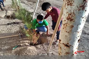 غرس 100 اصله درخت به یاد شهدا در محله های 9 و 8 زیبا شهر زاهدان