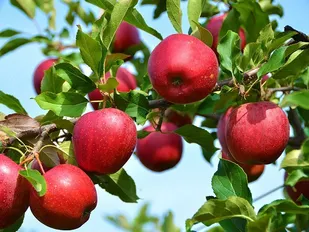 پیش بینی برداشت 190 هزار تن سیب تابستانه از باغات آذربایجان غربی