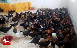 اجرای طرح توانمند سازی زنان روستایی در روستاهای منطقه سیستان