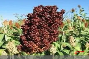 بیش از یک هزار هکتار سورگم دانه ای درمزارع سیستان و بلوچستان کشت شد