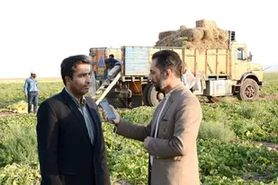 تربت&zwnj;جام؛ قطب تولید خربزه خراسانی در کشور/کاهش ۲۵ درصدی برداشت خربزه/ مشکلات خربزه&zwnj;کاران چیست؟