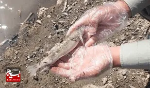 علت اتلاف ماهیان گیوی چای، گل آلوده بودن رودخانه است