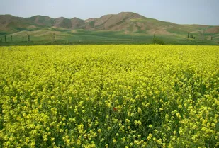 اجرای طرح &laquo;بسیج همگام با کشاورز&raquo; با حضور 100 مهندس بسیجی در همدان