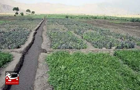 ۱۲۰۰ هکتار از مزارع کشاورزی نیکشهر زیر کشت پاییزه رفت