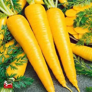از ارزش غذایی &laquo;زردک&raquo; یا همان &laquo;هویج زرد&raquo; چه می&zwnj;دانید؟