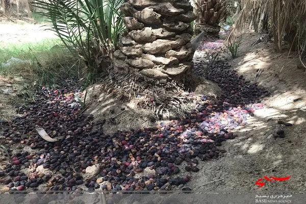 بارندگی مونسون به ١٨ هزار هکتار از باغات سیستان و بلوچستان خسارت زد