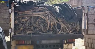 کشف ریواس و چوب تاغ قاچاق به ارزش ۷ میلیارد ریال در شاهرود