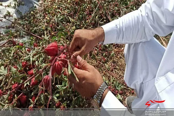 برداشت چای ترش ٢۵ هکتار از مزارع بمپور آغاز شد