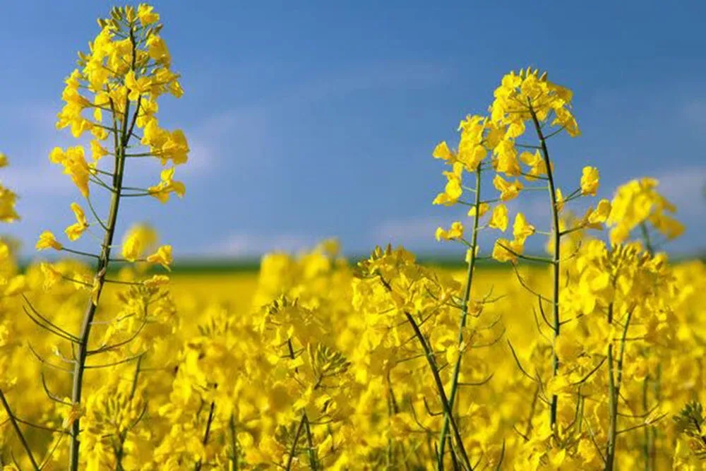نهاوند رکورد کلزا را در مسیر خودکفایی روغن شکست