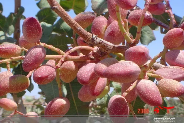 برداشت بیش از۱۰ هزار تن پسته خشک از باغات سیستان و بلوچستان