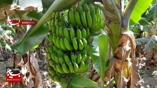 سیستان و بلوچستان در مسیر پیشرفت/ رشد صادرات کشاورزی و کاهش وابستگی به واردات