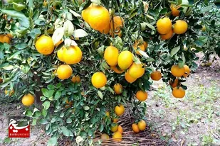 برداشت بیش از ۵ هزار تن مرکبات از باغات نیکشهر