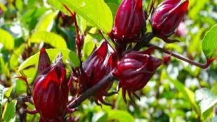 کشت چای ترش در شهرستان کارون؛ فرصتی طلایی برای تحول کشاورزی و اقتصاد منطقه