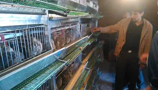 بازدید مهندسین و علاقمندان از مرکز پرورش بلدرچین بسطام+ تصاویر