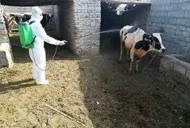 آغاز طرح مبارزه با بیماری تب کریمه کنگو در پیشوا