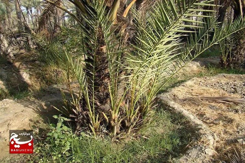پرداخت افزون بر ۴۴ میلیارد ریال اعتبار طرح توسعه و جایگزینی نخلستان‌های آبادان