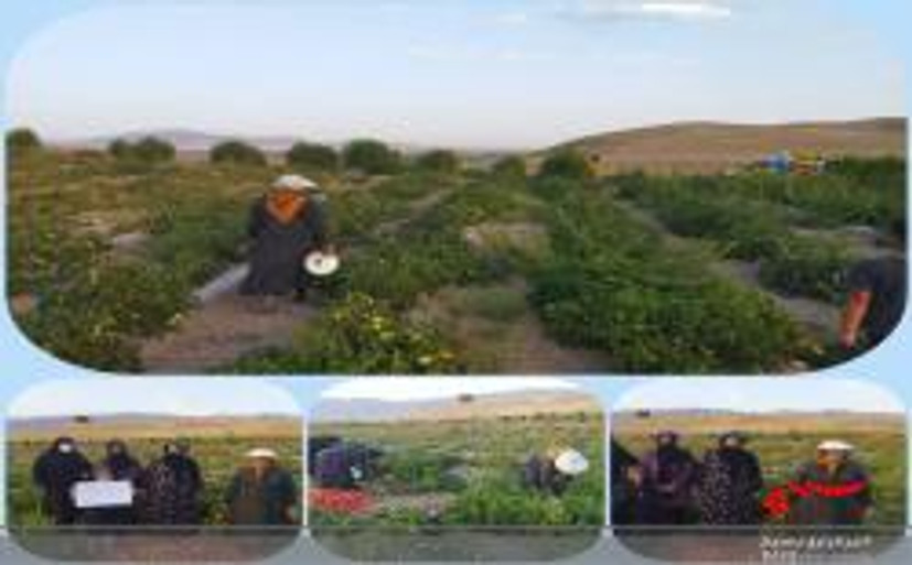 اردوی جهادی برداشت محصول در منطقه عشایری زاغه لرستان