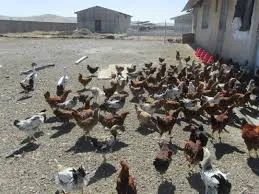 پرداخت تسهیلات پرورش مرغ بومی در راستای تحقق اقتصاد مقاومتی