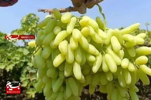 شیرینی انگور بردسکن زیر سایه کم&zwnj;آبی؛ باغداران چشم&zwnj;انتظار صنایع تبدیلی