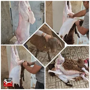 نذر قربانی با مشارکت رزمندگان لشکر14 امام حسین (علیه السلام)