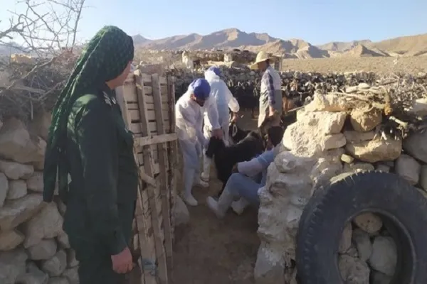 رزمایش تخصصی جهاد دامپزشکی در شهرستان جهرم برگزار شد