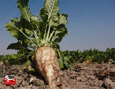 پیش بینی برداشت بیش از یک میلیون تن چغندر قند در خوزستان