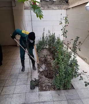 کاشت نهال رایگان در منازل شهروندان منطقه 20