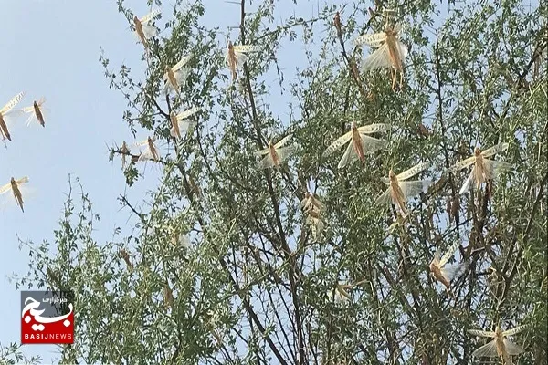 دیدبانی ملخ صحرایی در چهار میلیون و ۷۵۰ هزار هکتار از اراضی سیستان و بلوچستان