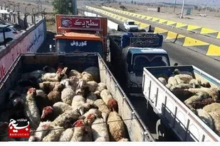 کشف بیش از ۸۵ راس دام قاچاق در لامرد