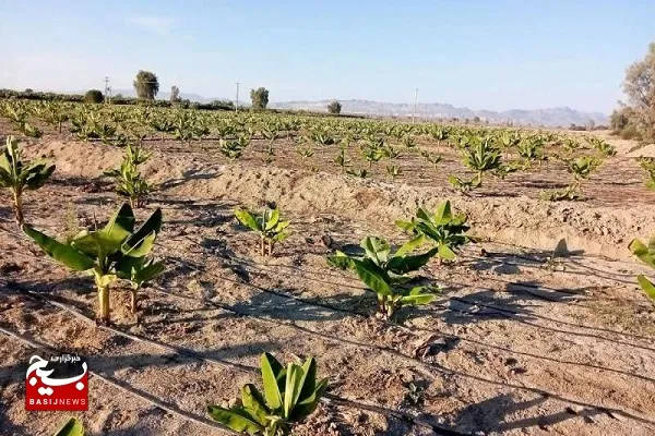اجرای ۱۷۰ طرح توسعه‌ای بخش کشاورزی در شهرستان زرخیز زرآباد