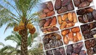 با خرید تضمینی خرما موافقت شد