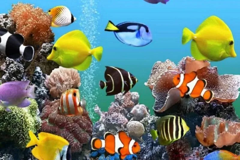 پرورش ماهی