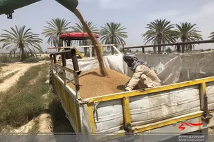 خرید گندم از کشاورزان سیستان و بلوچستان از مرز ١١ هزار تن گذشت