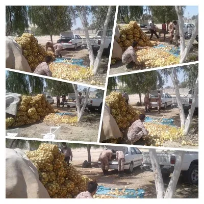 توزيع ٢٠ تن پياز توسط قرارگاههاى تحول محلات خمير