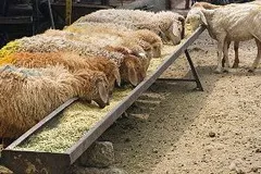 وجود دلالان یکی از معضلات دامپروری است